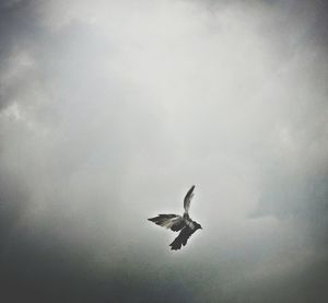 Seagull flying in sky