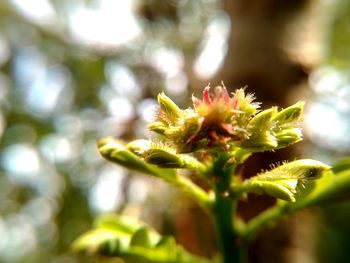 Close-up of flower buds