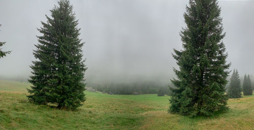 Pine trees on field against sky