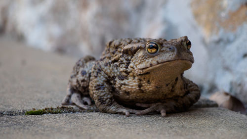 Close-up of lizard