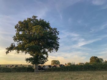 Tree on field against sky