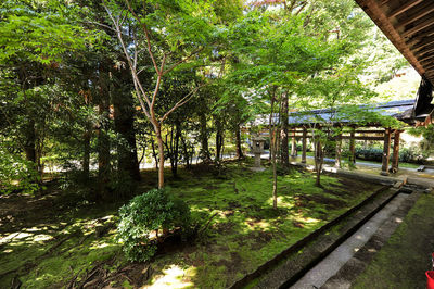 Trees in park