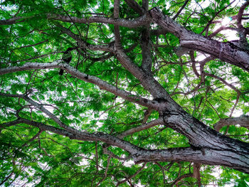 Low angle view of trees in forest