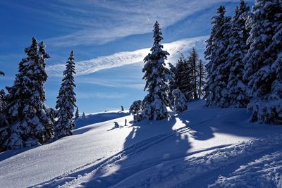 Snow covered land and trees against sky