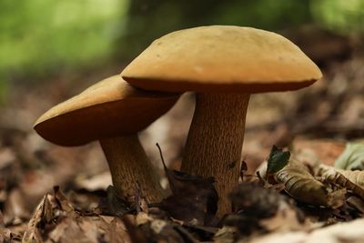 Close-up of mushroom growing on field