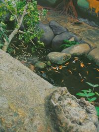 High angle view of fish in lake