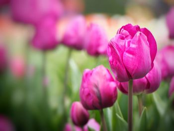 Close-up of pink tulips