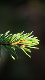 Close-up of fresh green plant against black background