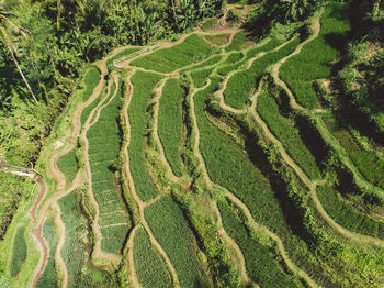 High angle view of agricultural field