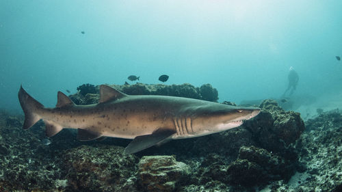 Fish swimming in sea