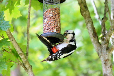 Close-up of bird perching on tree trunk