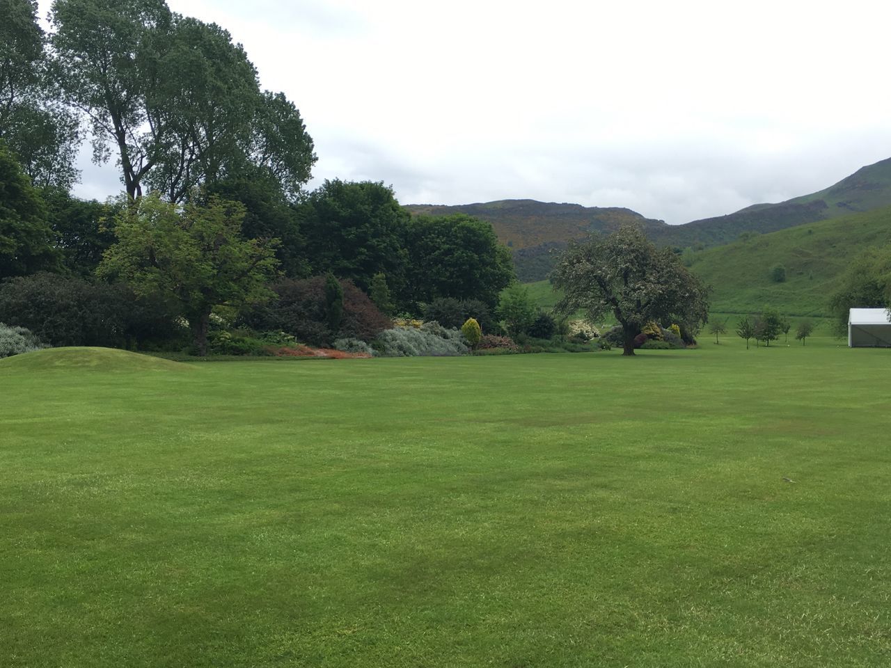 TREES GROWING ON FIELD