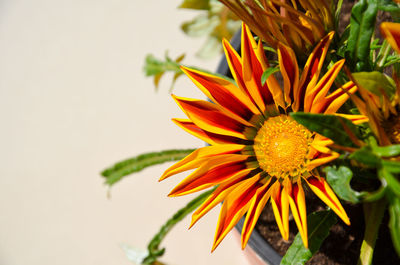 Close-up of yellow flowering plant