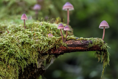 Close-up of mushroom growing on plant