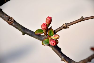 Close-up of red flower buds growing on tree against sky