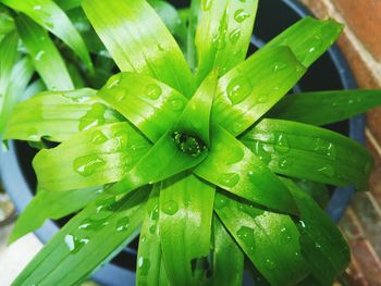 Close-up of water drops on leaves