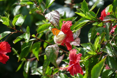 Close-up of butterfly pollinating on red hibiscus blooming on plant