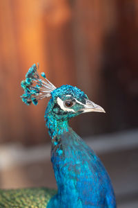 peacock