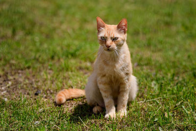 Full length of a cat lying on grass