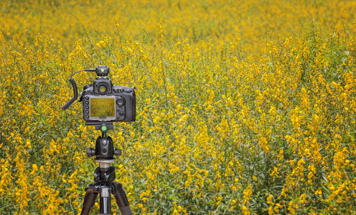 Camera on tripod in yellow field