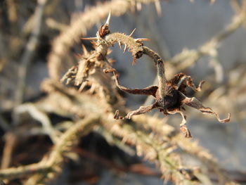 Close-up of dried plant