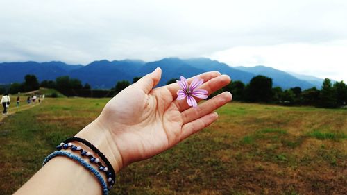 Cropped hand holding flower on grassy field