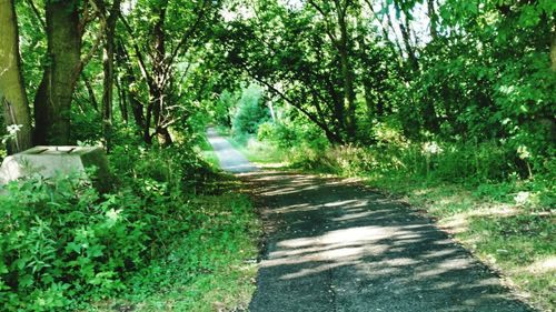 Empty footpath amidst trees