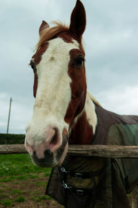 Portrait of horse in ranch