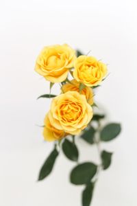 Close-up of yellow roses against white background