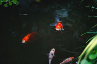 Fish swimming in sea