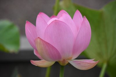 Close-up of pink lotus blooming outdoors