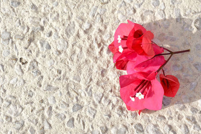 Close-up of red rose