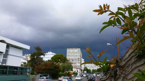 Trees against sky in city