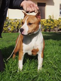 View of dog on field