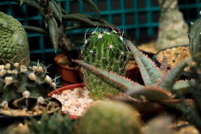 Close-up of succulent plant