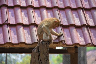 Close-up of monkey in monkey cave, chiang rai, thailand