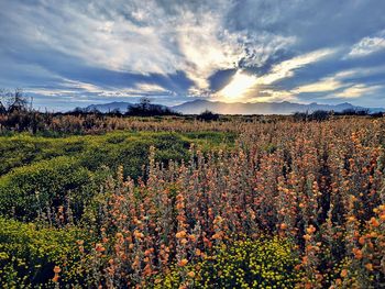 Plants growing on field against sky during sunset