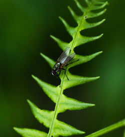 Close-up of insect on leaf