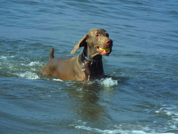 Weimaraner playing with ball in sea