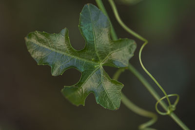 Close-up of green leaves on plant