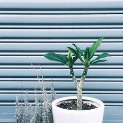 Close-up of potted plant