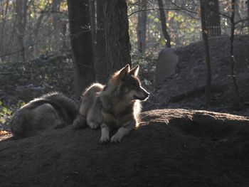 Wolves resting in forest