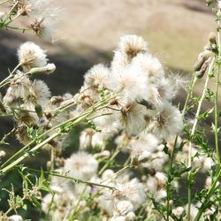 Close-up of white flowering plant on field