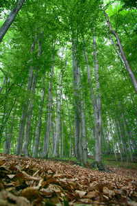 Low angle view of trees in forest