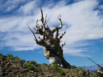 Low angle view of dead tree against sky