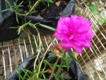 Close-up of pink flower pot