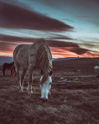 The horse does not know what kind of sunset it misses behind