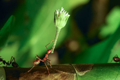 Close-up of insect on plant