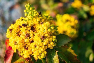 Close-up of yellow flowering plant