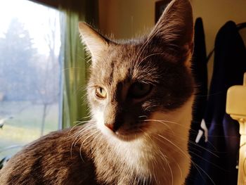 Close-up portrait of cat